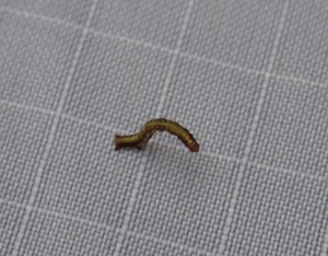 Scotorythra Paludicola Caterpillar