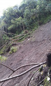 Uprooted trees and debris scattered along hillside