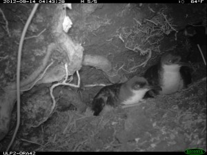 Photo of two Newell's Shearwaters at their burrow taken with an infra-red camera. Photo by Kauai Endangered Seabird Recovery Project.