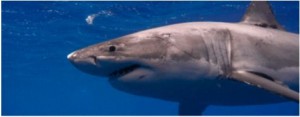 White shark in water near Guadalupe, Mexico, which is one of the source areas for sharks that visit Hawai‘i. Photo credit: Kevin Weng, UHM.