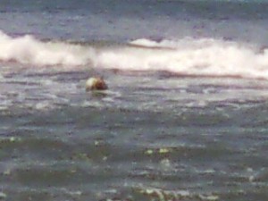 "Caribou III" - Mooring ball still offshore