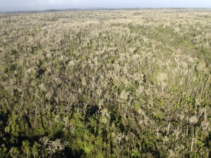Hawaii Island Koa Defoliation