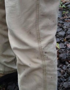 Koa Looper (Scotorythra paludicola) caterpillars crawl on a researcher’s leg during a Feb. 12, 2013, trip in Laupahoehoe Forest Reserve.