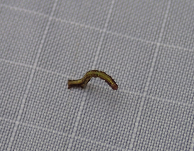 Koa Looper (Caterpillar)