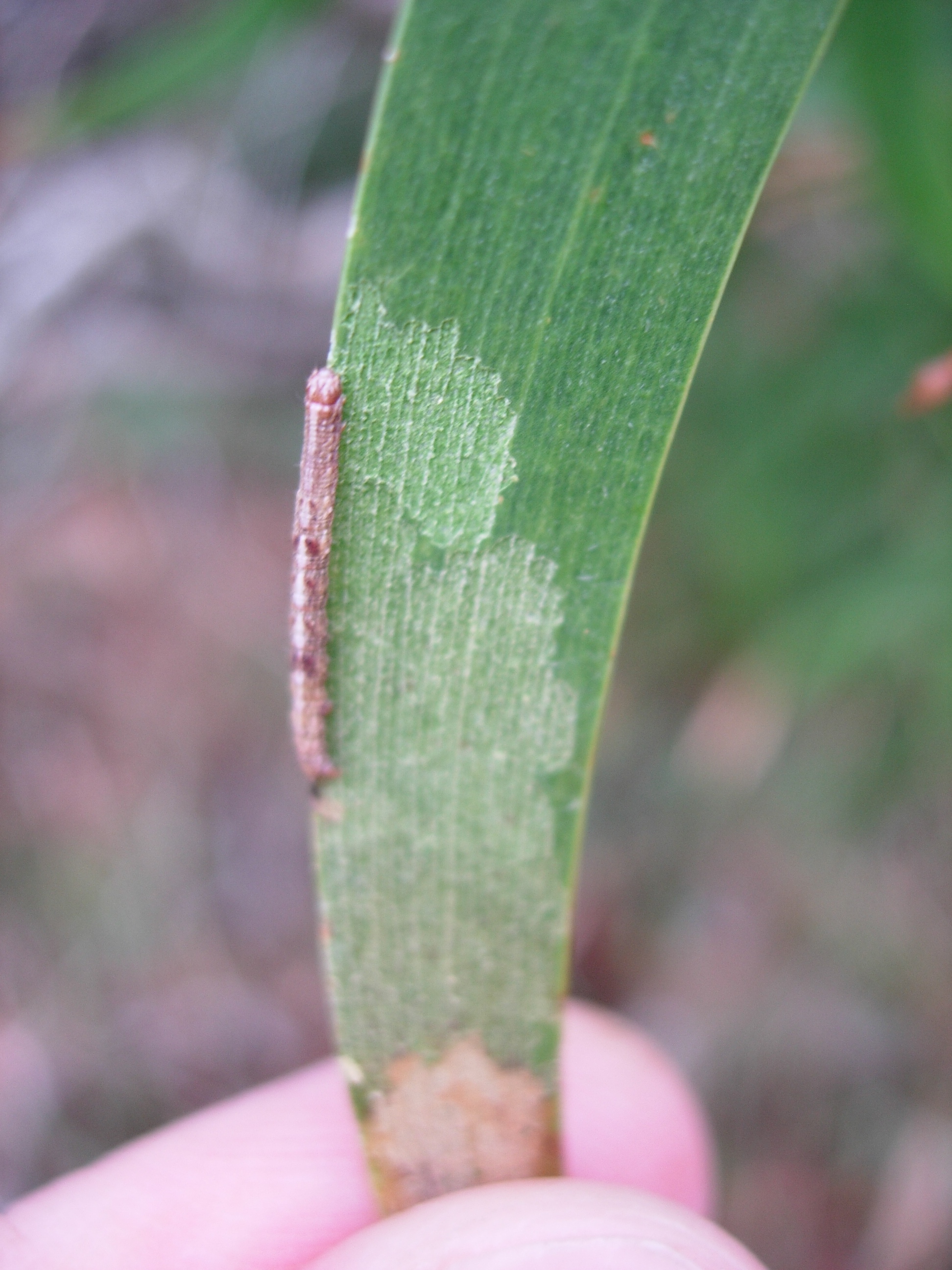 Scotorythra paludicola caterpillar and damage (epidermis scraping) ~3500ft, Makawao Forest Reserve, Maui