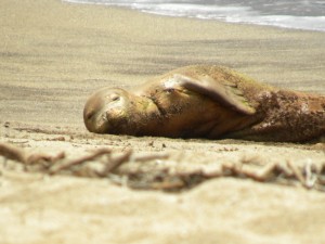 Photo of emaciated seal on Molokai now being sought