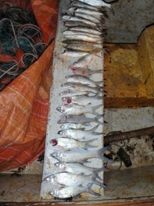 Undersized fish. Photo by DOCARE.