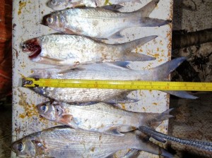 Undersized fish. DOCARE photo.