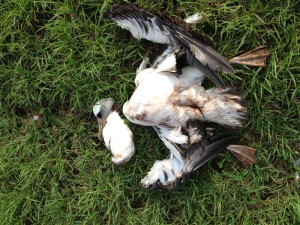 Photo credit: Gina Ord (Dead Albatross)