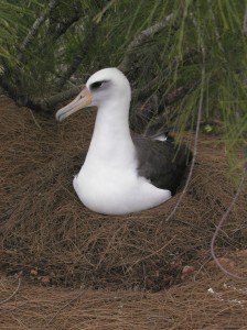 Photo credit: Division of Forestry and Wildlife