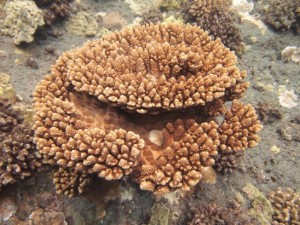 Acropora gemmifera Coral