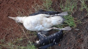 Falko Property Moli Massacre 