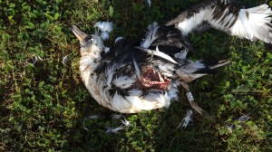 Falko Property Moli Massacre 