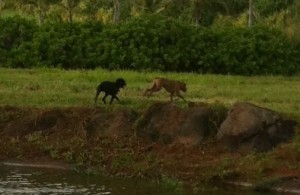 Have seen these dogs in the Moloa`a area ... 