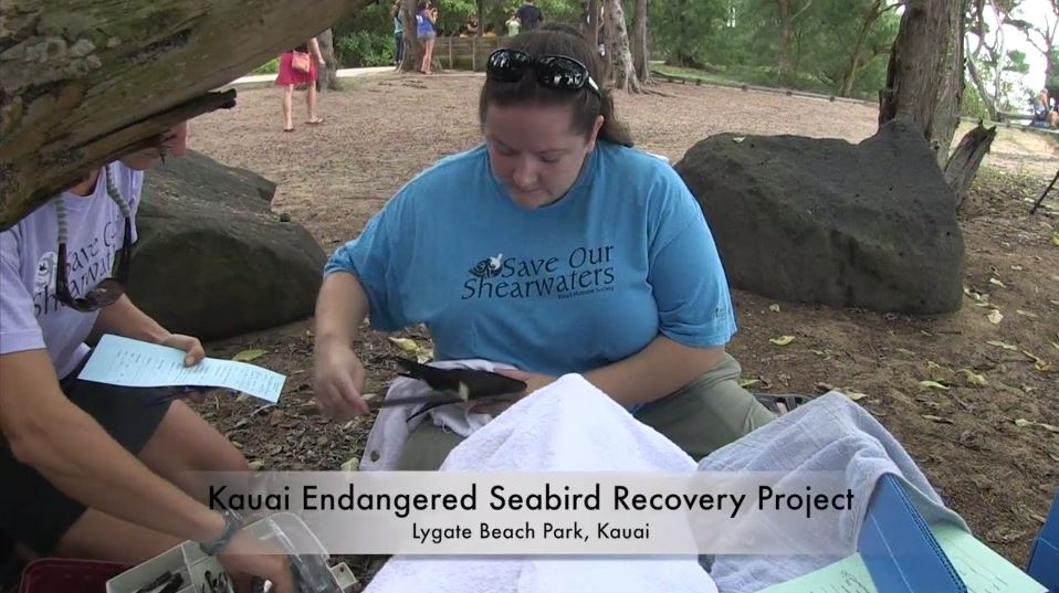 Seabird-Recovery-Project-Video