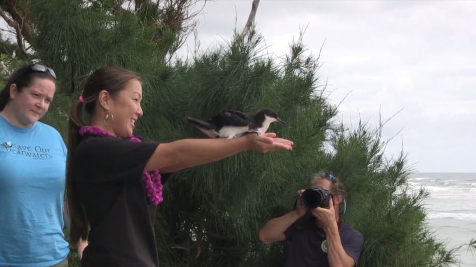 Shearwater-Release-Video