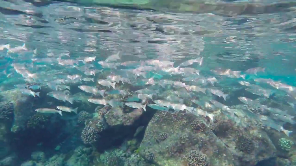 DLNR-Mission-Contact-Video