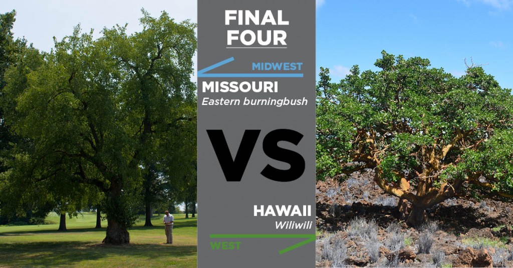 Big Tree Madness Wili Wili