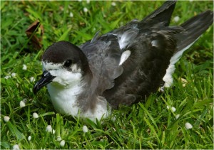 Hawaiian Petrel by Jim Denny