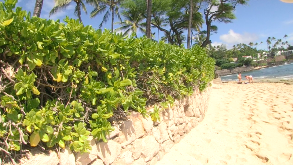 Shoreline Vegetation Update