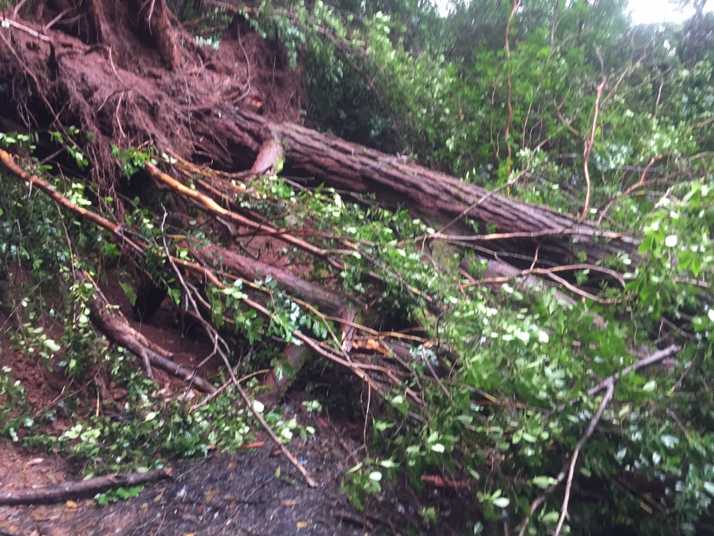 Aiea Loop Landslide - power lines