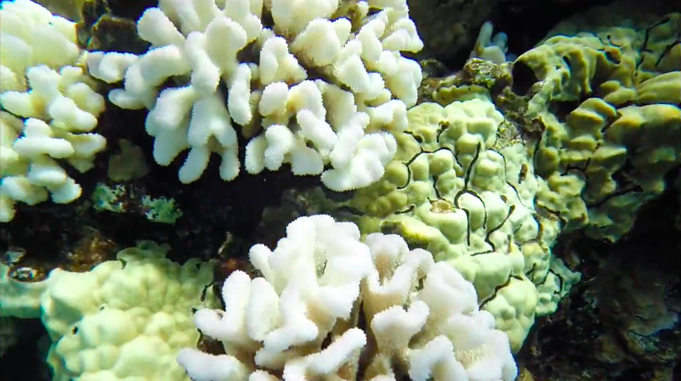 Molokini-Coral-Bleaching