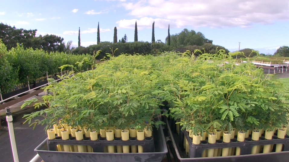 Koa seedlings at Maui Plant Nursery