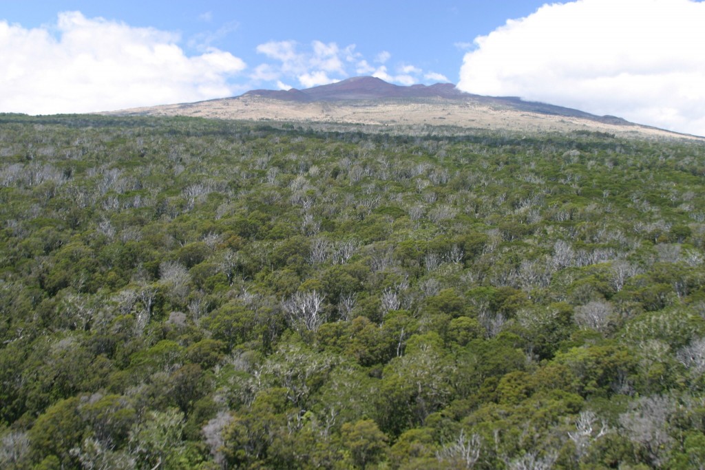 LAUPAHOEHOE Forest