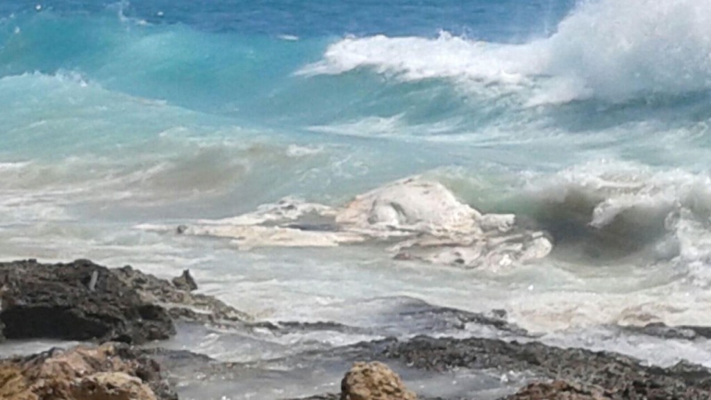 Nanakuli Whale Carcus