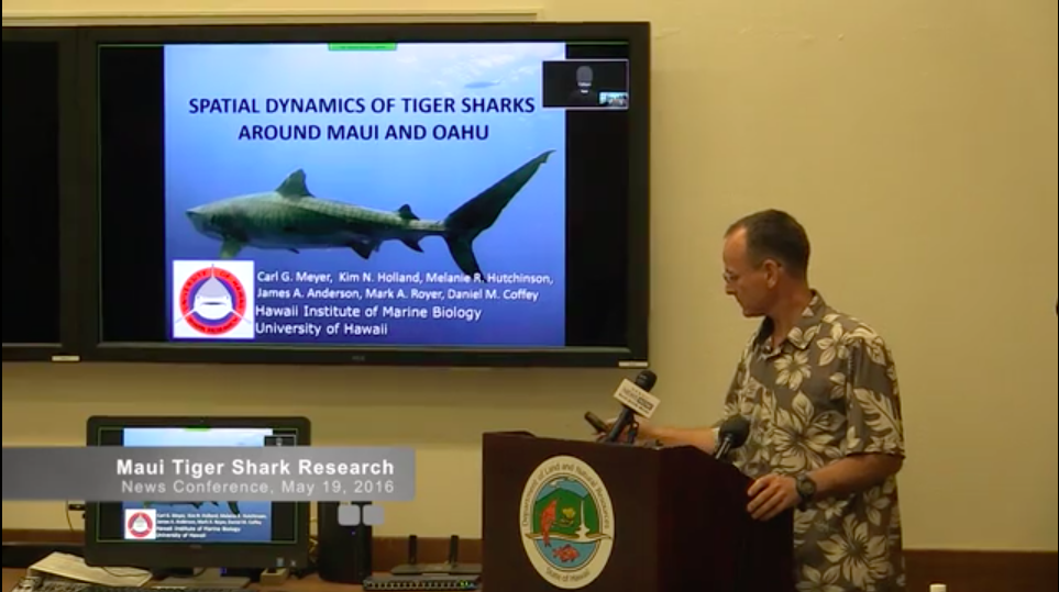 Maui TIger Shark Research
