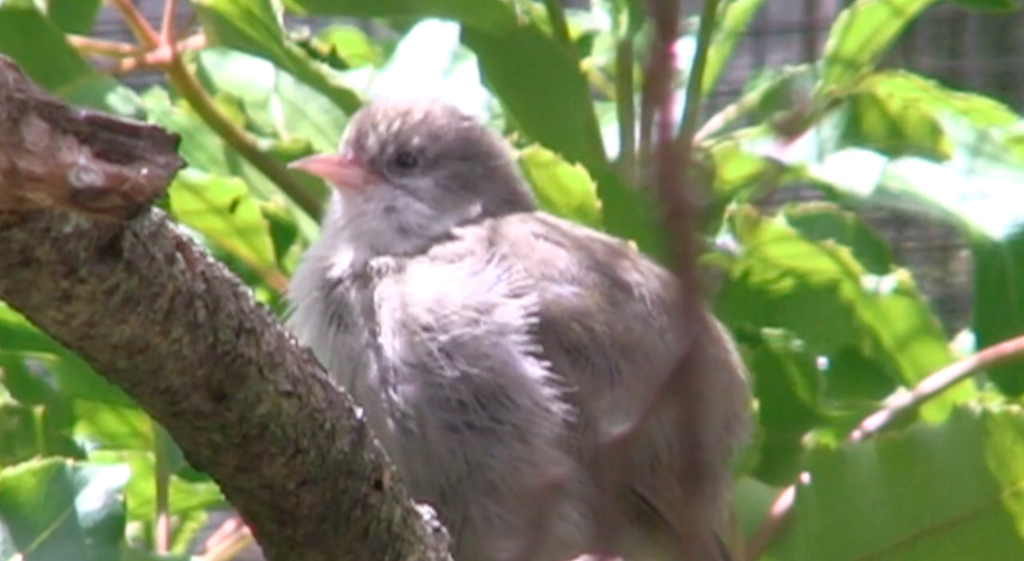 DLNR &YOU - Endangered Forest Birds