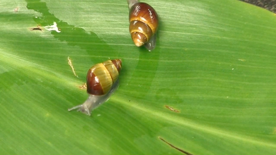 DLNR & You - Endangered Tree Snails