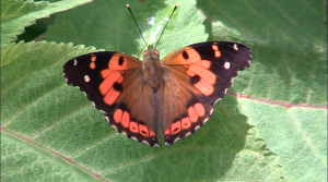 DLNR & You - Kamehameha Butterfly