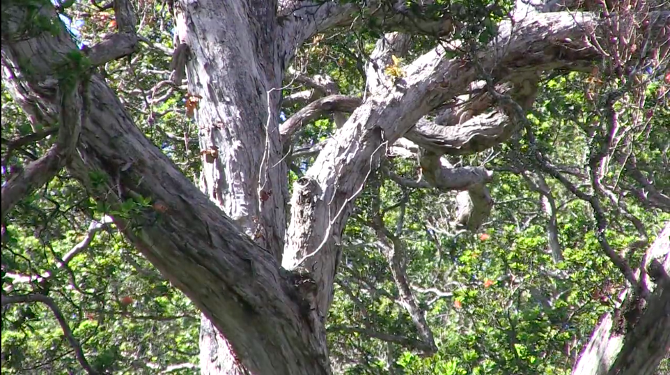 rapid-ohia-death-update