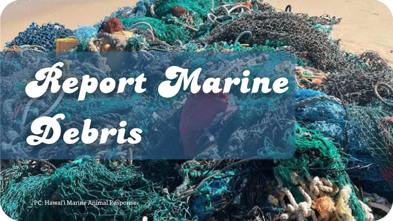 Report Marine Debris