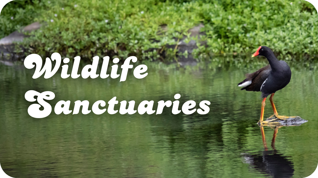 Wildlife Sanctuaries
