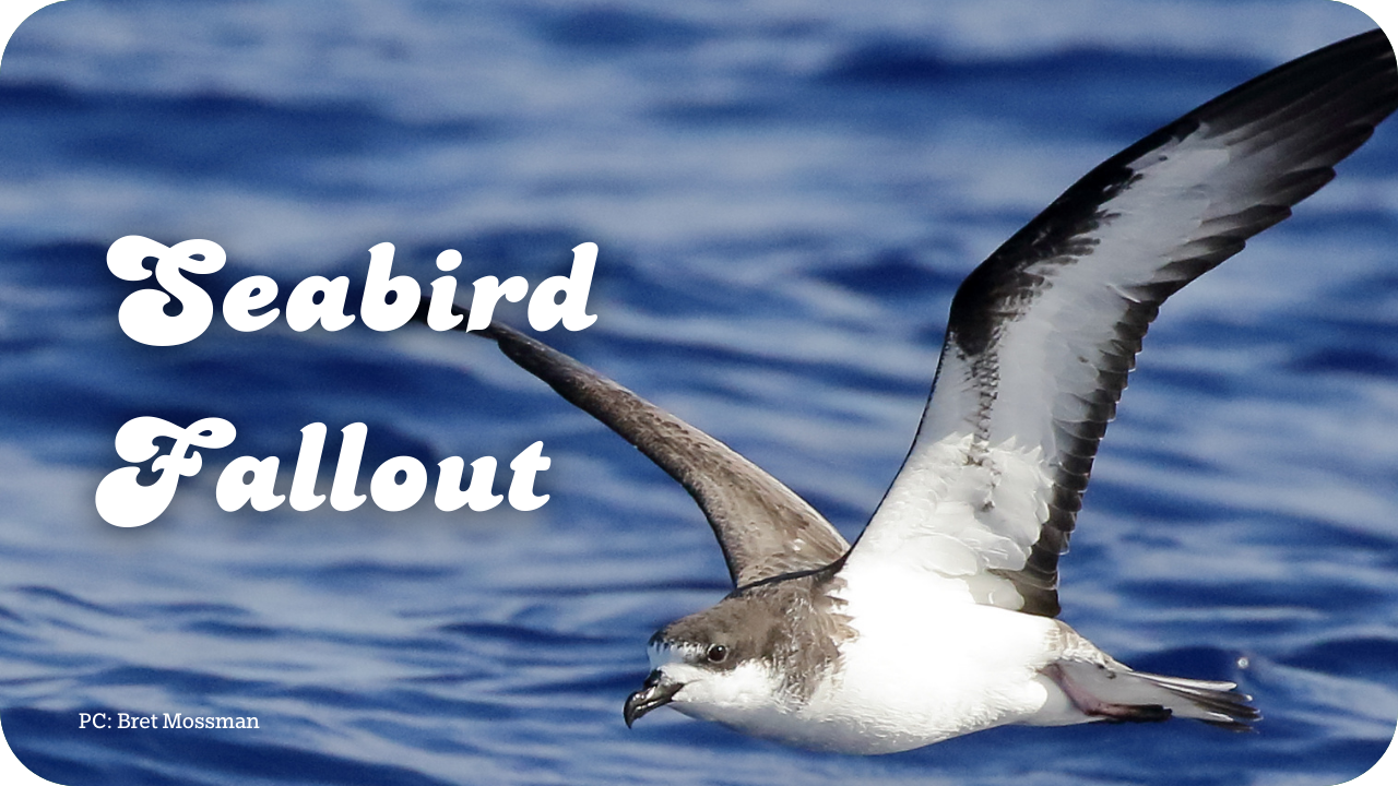 Seabird Fallout