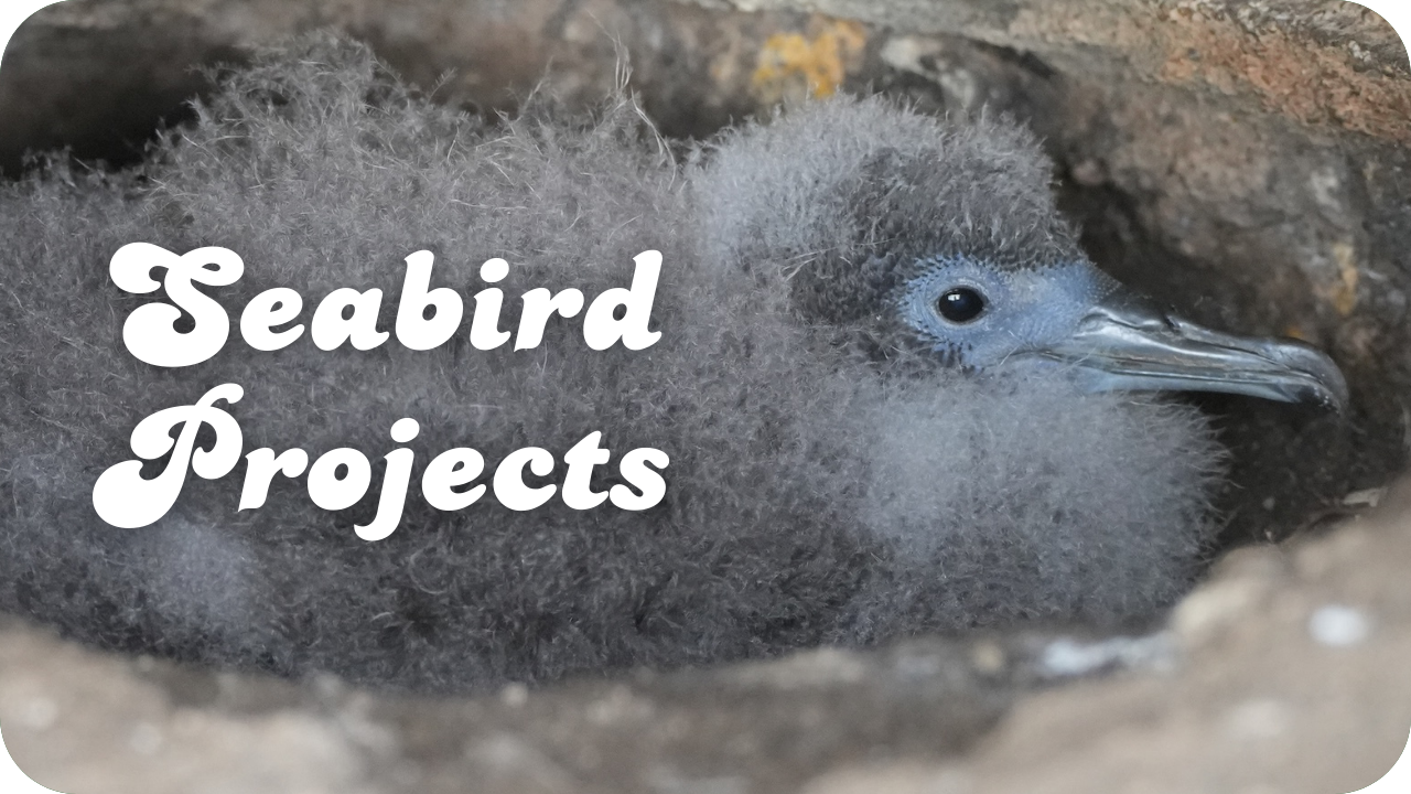 Seabird Projects