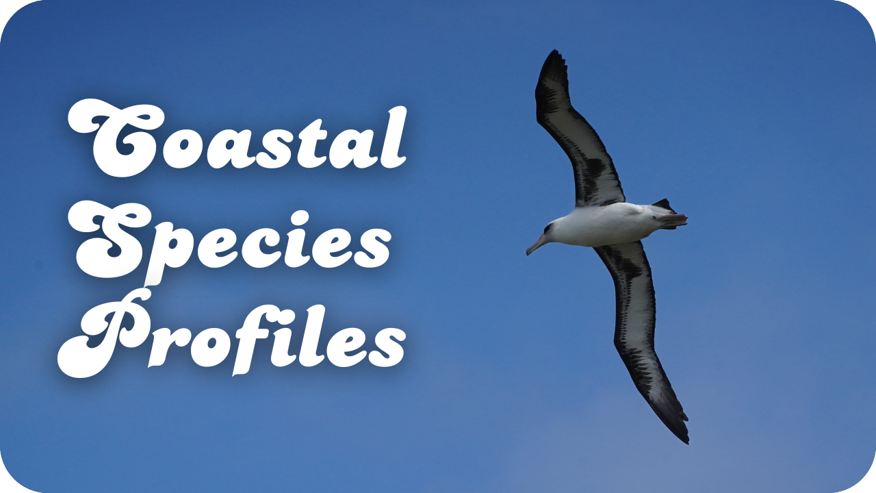 Coastal Species Profiles