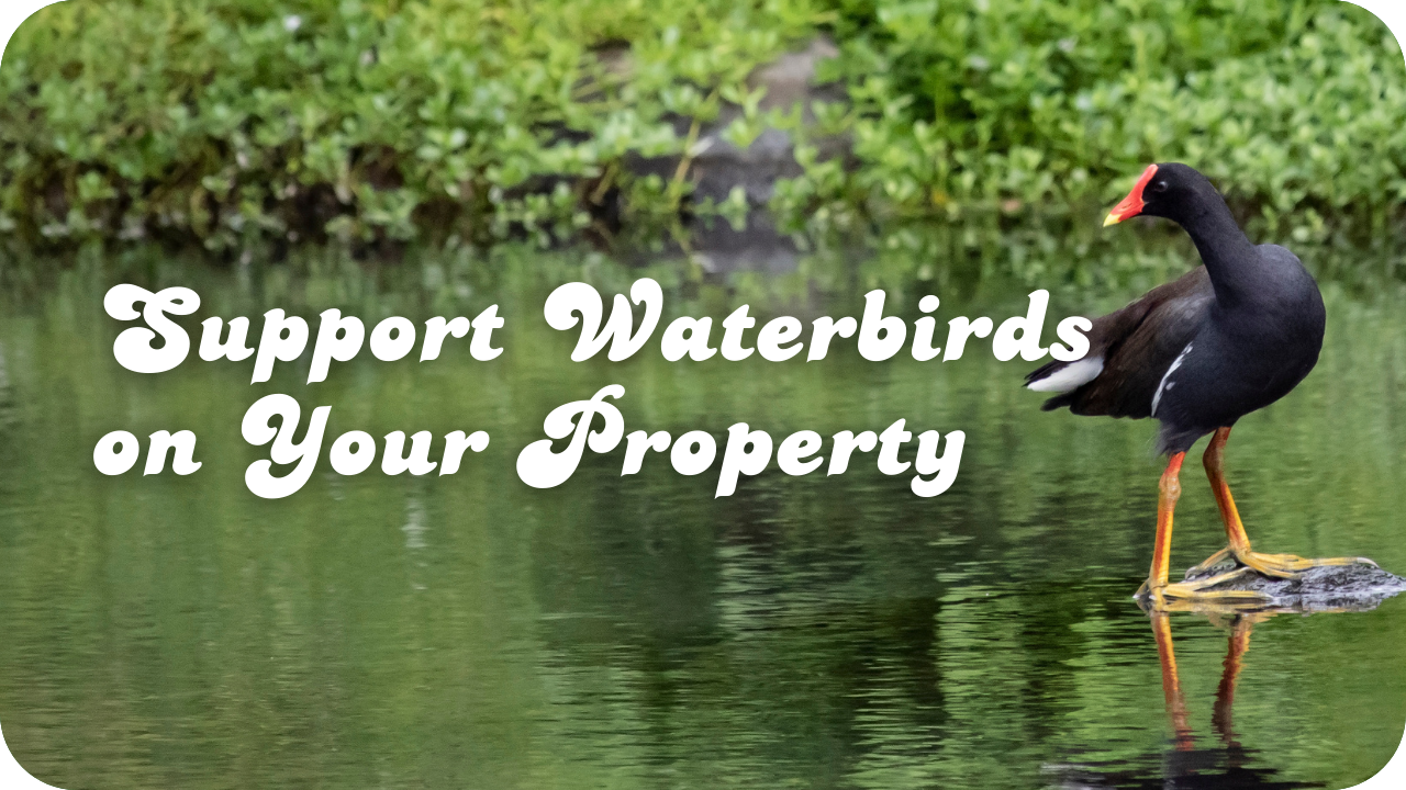 Support Waterbirds on Your Property
