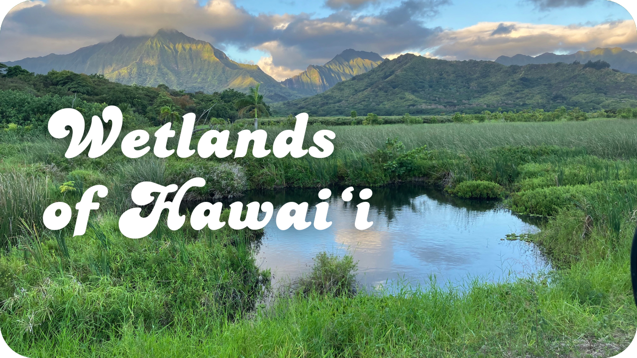Wetlands of Hawaiʻi