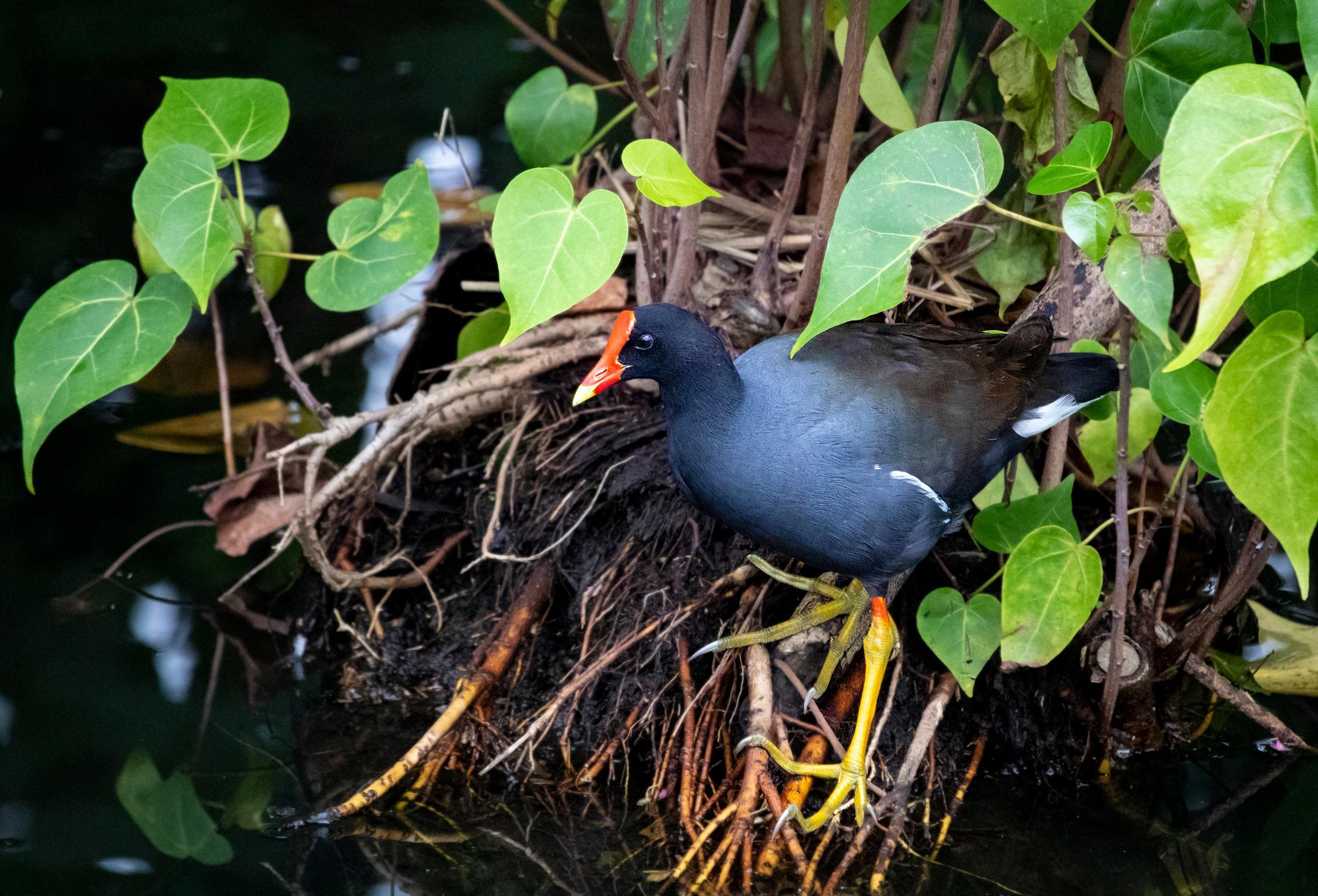 ʻAlae ʻula