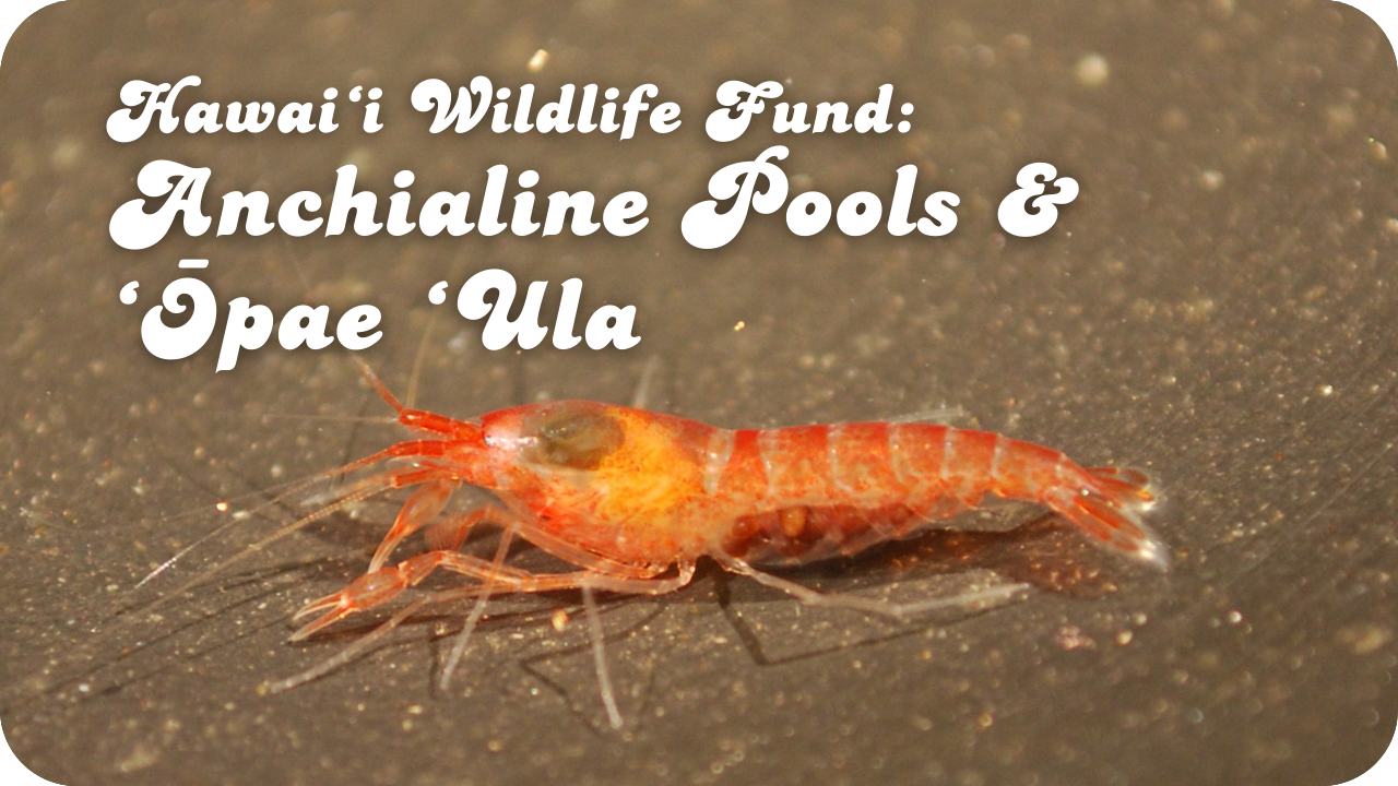 Hawaiʻi Wildlife Fund: Anchialine Pools & ʻŌpae ʻUla