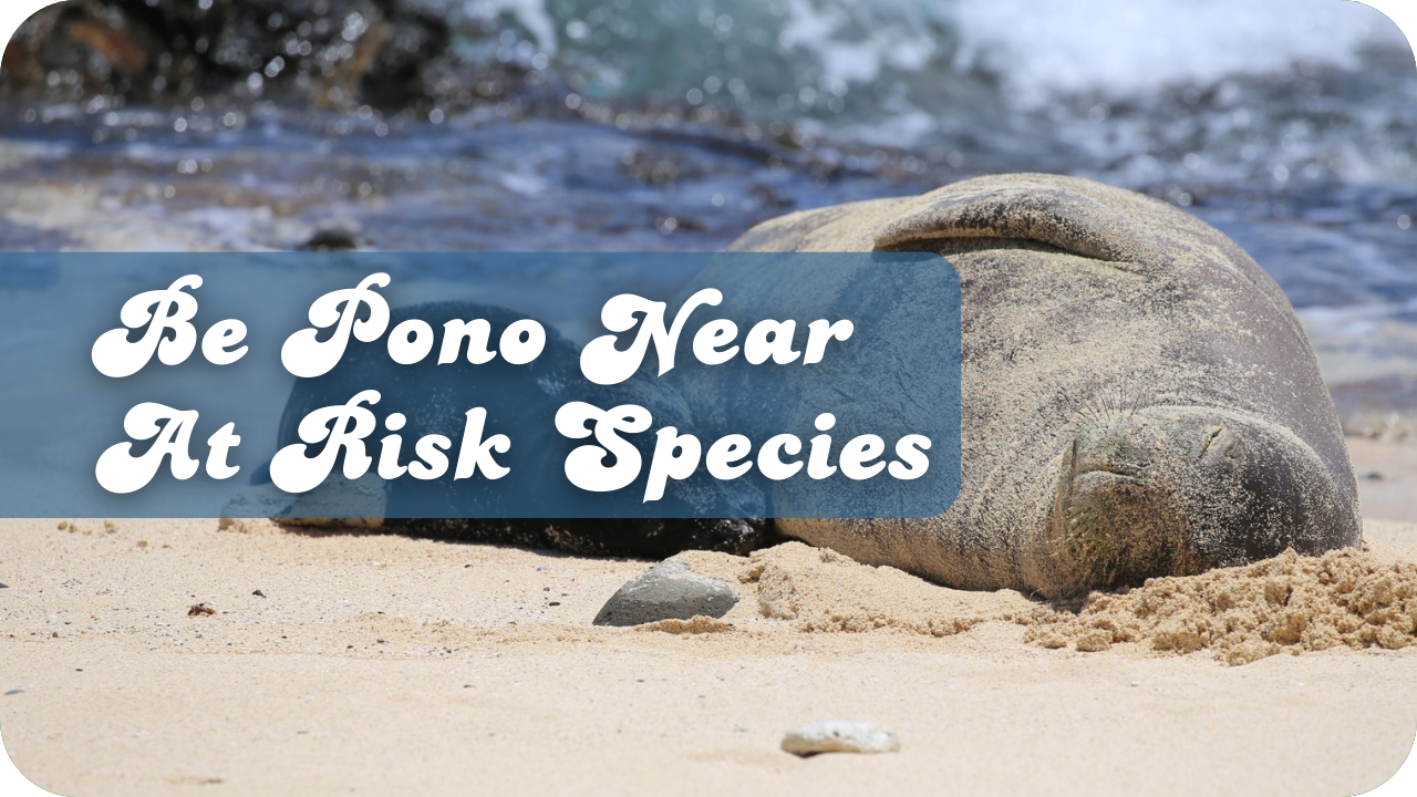 Be Pono Near At Risk Species