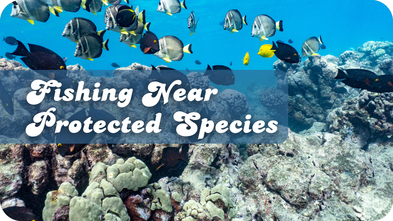 Fishing Near Protected Species