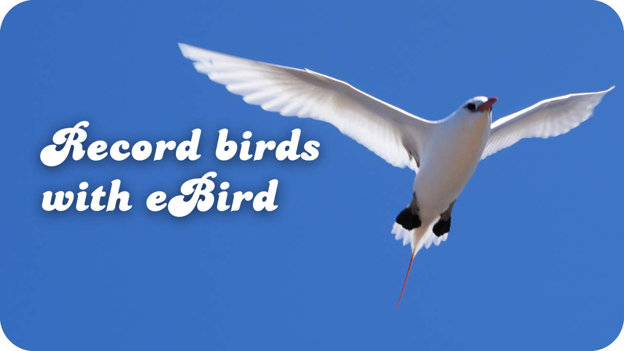 Record Birds with eBird