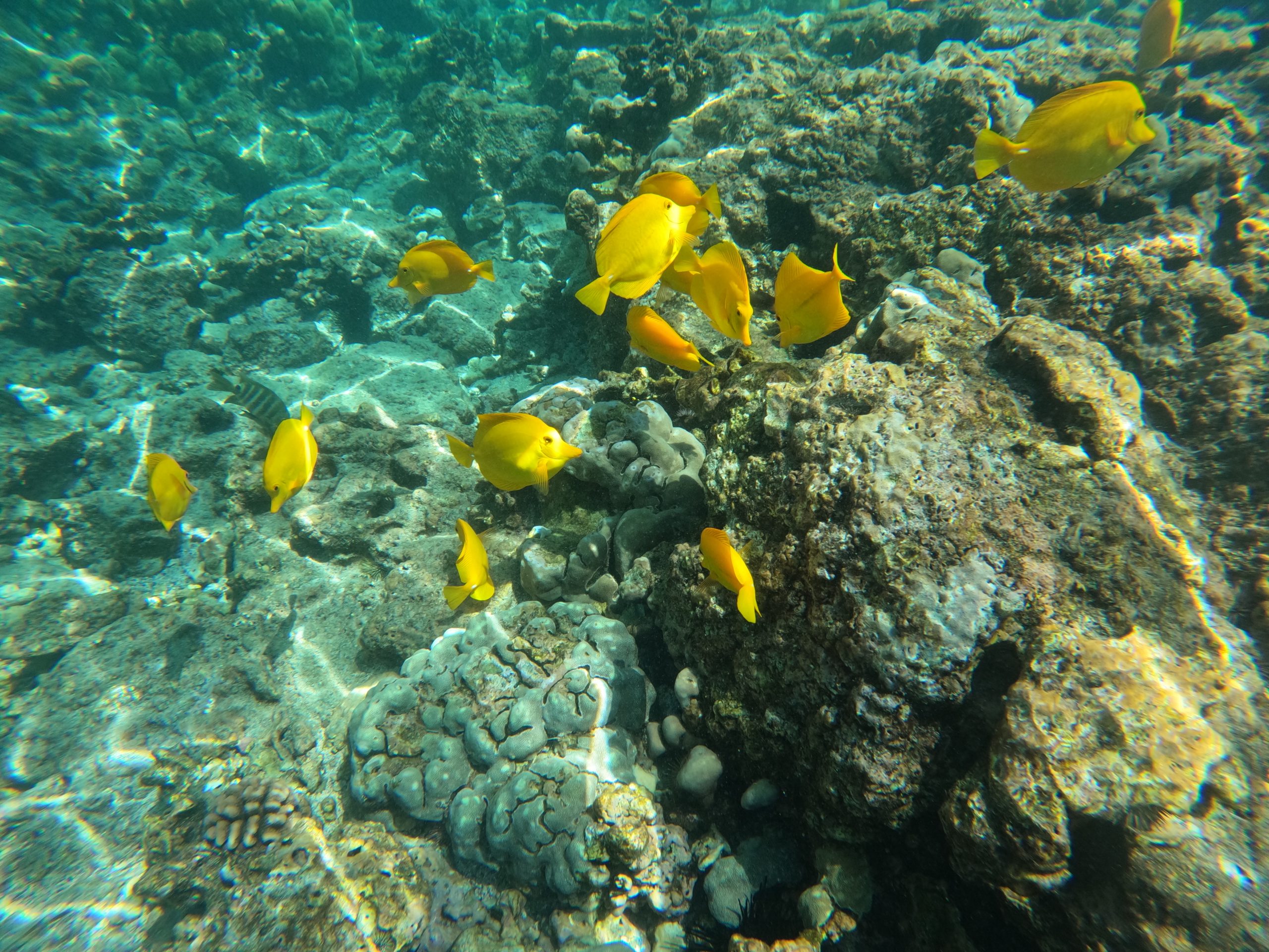 Tangs