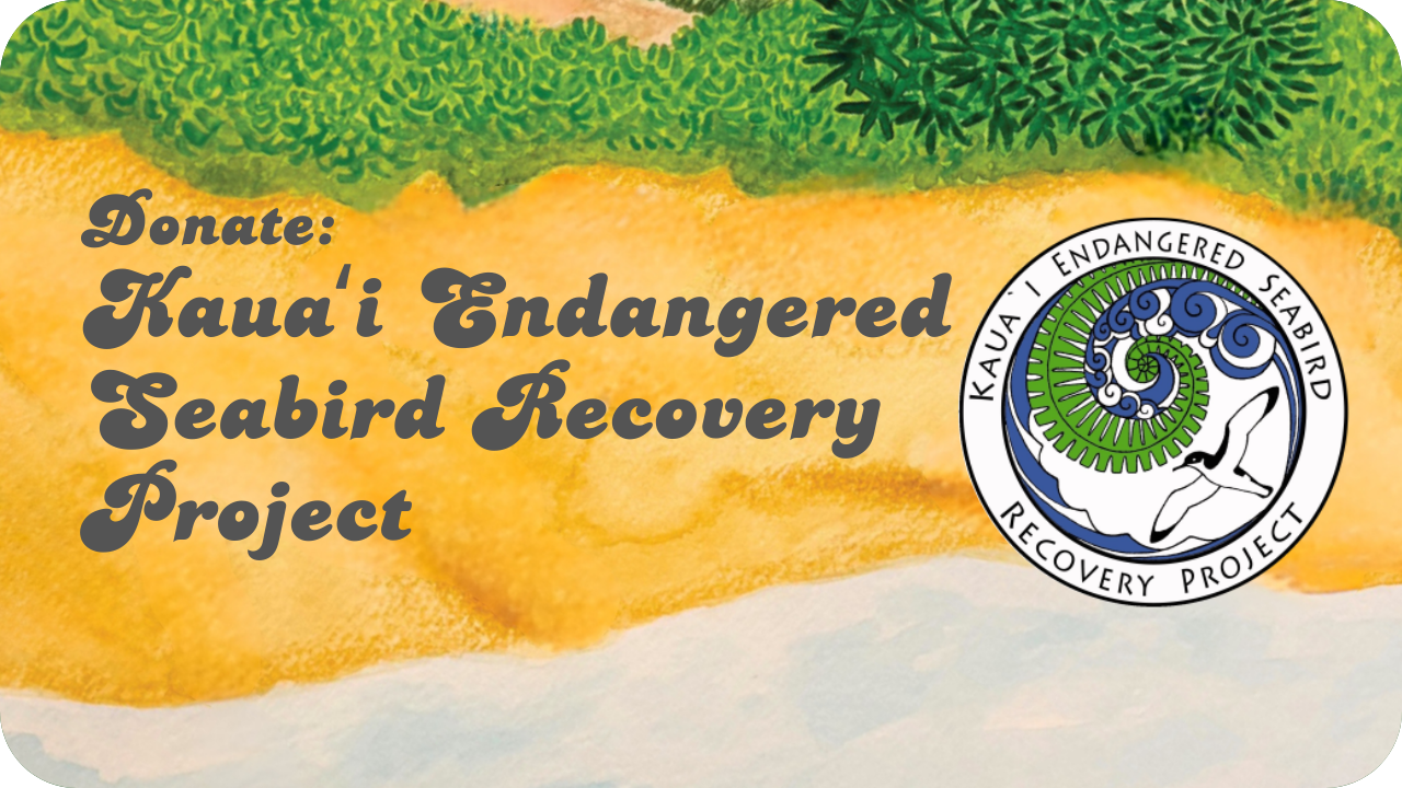 Donate: Kauaʻi Endangered Seabird Recovery Project
