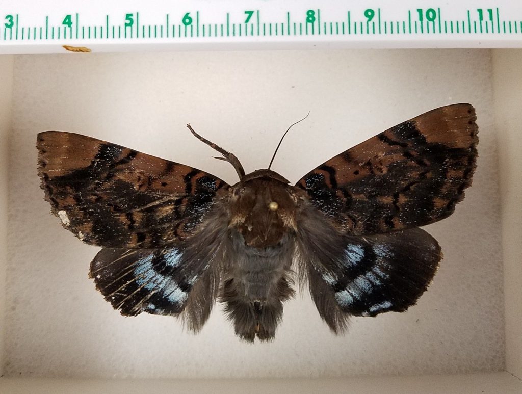 Ramie moth adult is dark brown with black and silvery markings on its wings. 