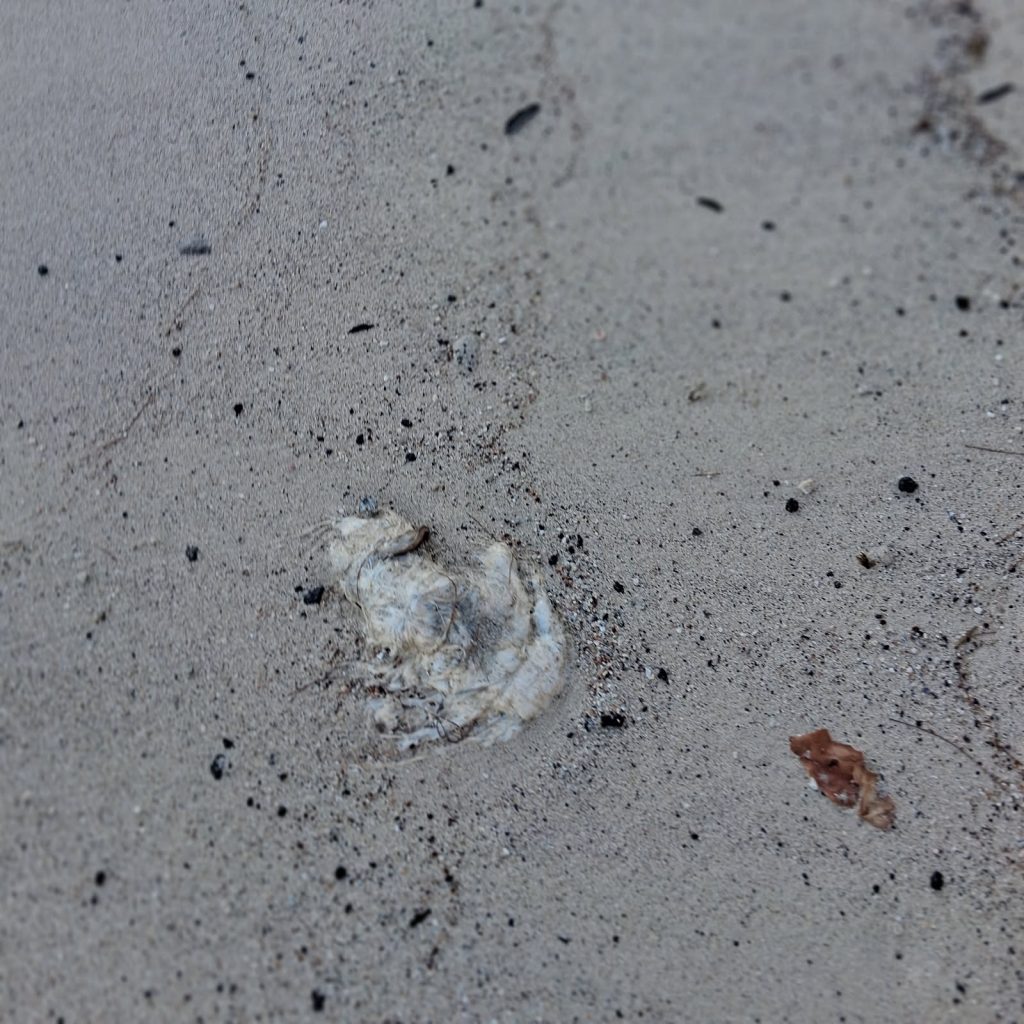 Close-up view of a small piece of whale carcass on the sand in front of Caretakers Pond at Makalawena Beach, 2026, Hawaiʻi Island.